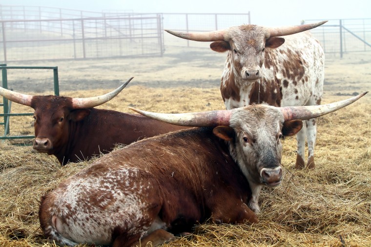 Retired couple raises longhorns
